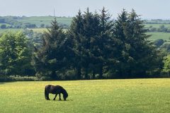 Our peaceful view with ponies