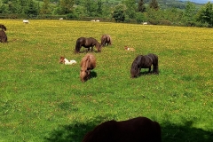 The Dartmoor ponies and foals in the field below the Youth Hostel