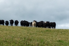 These are definitely Blackdown cows but how did they get to Bristol?